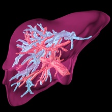 liver image